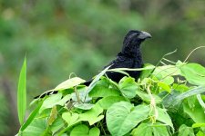 DSC08445 Groove-billed Ani_06-08-18_Bocas del Toro Isla Colón Panama.jpg