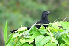 DSC08447 Groove-billed Ani_06-08-18_Bocas del Toro Isla Colón Panama.jpg