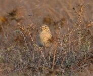 Pipit-91-2.jpg