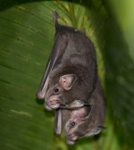 Common or Mexican Fruit bat Artibeus jamaicensis.jpg