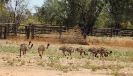 BF Emu juveniles thread.jpg