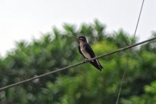 DSC08564 Grey-breasted Martin_08-08-18_Bocas del Toro Isla Bastimentos Old Bank Town Panama.jpg