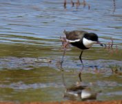 BF Red-kneed Dotterel thread.jpg