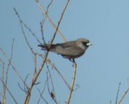 BF Black-faced Woodswallow thread.jpg