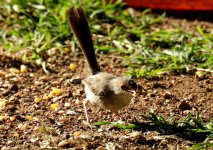 BF Superb Fairywren female thread.jpg