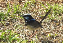 BF Superb Fairywren Male thread.jpg