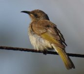 BF Brown Honeyeater thread.jpg