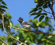 black cr antshrike.jpg