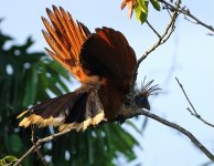 hoatzin weird pose.jpg