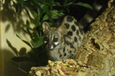 Large Spotted Genet (8).JPG