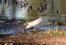 BF Black-fronted Dotterel Thread.jpg