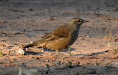 BF Brown Treecreeper thread.jpg