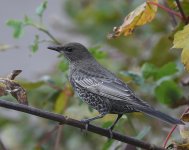 Ring Ouzel_Torry_131019a.jpg