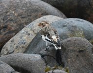 Snow Bunting_Girdle Ness_131019a.jpg