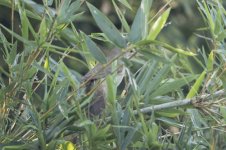 Blyth Reed-Warbler__F2A5653.jpg