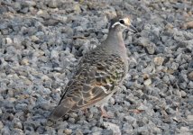 BF Common Bronzewing thread.jpg