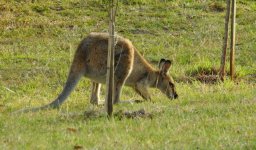 BF Red-necked Wallaby thread.jpg