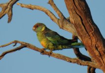 BF Australian Ringneck thread.jpg