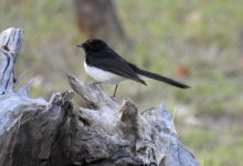 BF Willie Wagtail thread.jpg