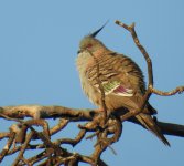 BF Crested Pigeon thread.jpg