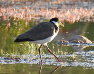 BF Masked Lapwing thread.jpg