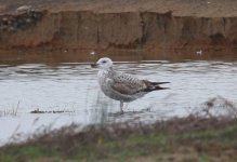 1553 Gull 16Dec19.jpg