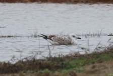 1483 Gull 16Dec19.jpg