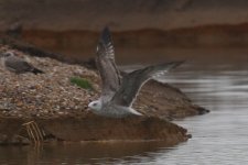 1577 Gull 16Dec19.jpg