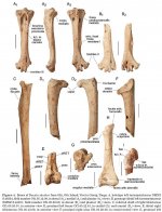 Ducula-shutleri.jpg