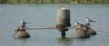 DSC09978 Whiskered Terns @ San Tin.jpg