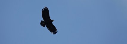 DSC00007 Greater Spotted Eagle @ San Tin.jpg