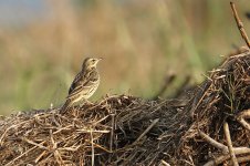 DSC00026 Red-throated Pipit @ San Tin.jpg