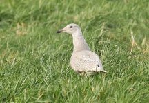 Gull 2020-01-16 380a.jpg