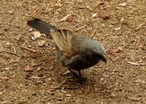 BF Apostlebird thread.jpg