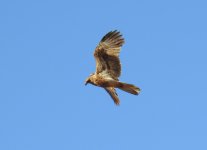 BF Whistling Kite flight thread.jpg