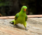 BF Red-winged Parrot thread female.jpg