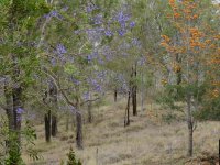 BF Silky Oak and Jacaranda thread.jpg