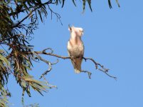 BF Major Mitchel's Cockatoo thread.jpg