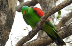 BF Red-winged Parrot male thread.jpg