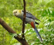 BF Pale-headed Rosella thread.jpg