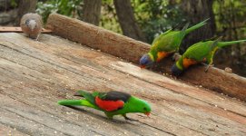 BF Spotted Dove, Rainbow Lorikeet, Red-winged Parrot thread.jpg