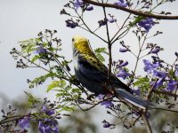 BF Pale-headed Rosella, Jacaranda thread.jpg