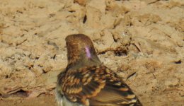 BF Spotted Bowerbird with pink nuchal crest thread.jpg