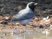 BF Black-faced Cuckooshrike thread.jpg