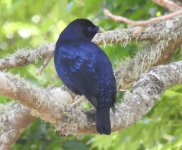 BF Satin Bowerbird male thread.jpg