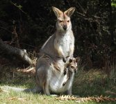 BF Wallaby thread.jpg