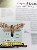leopard-moth.jpg