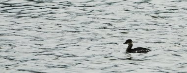 DSC00577 Black-necked Grebe @ San Tin.jpg