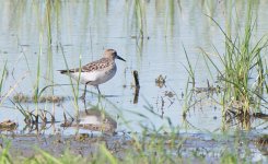 White-rumped Sandpiper P1140414.jpg