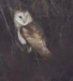 Barn owl.jpg